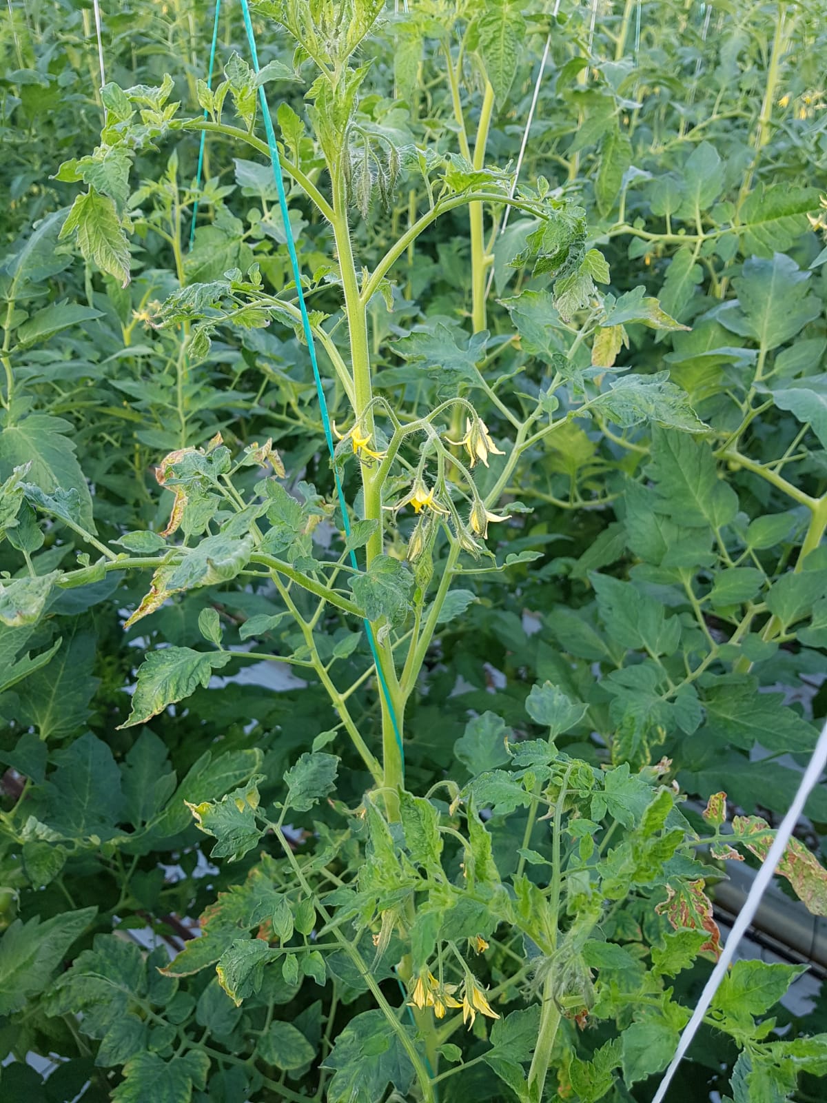 ToBRFV symptoms on tomato plant - chlorosis, mottling, necrosis, drooping